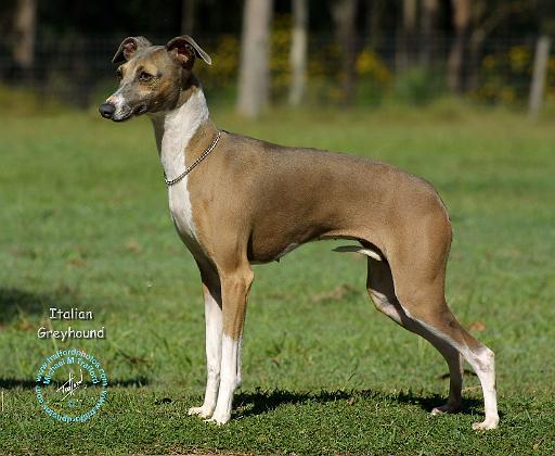 Italian Greyhound 9R031D-014.JPG